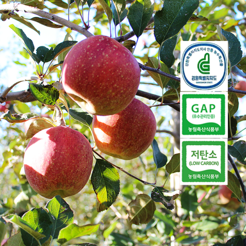 강원고성몰,[산지직송]청정 고랭지 꼭대기농원 사과
