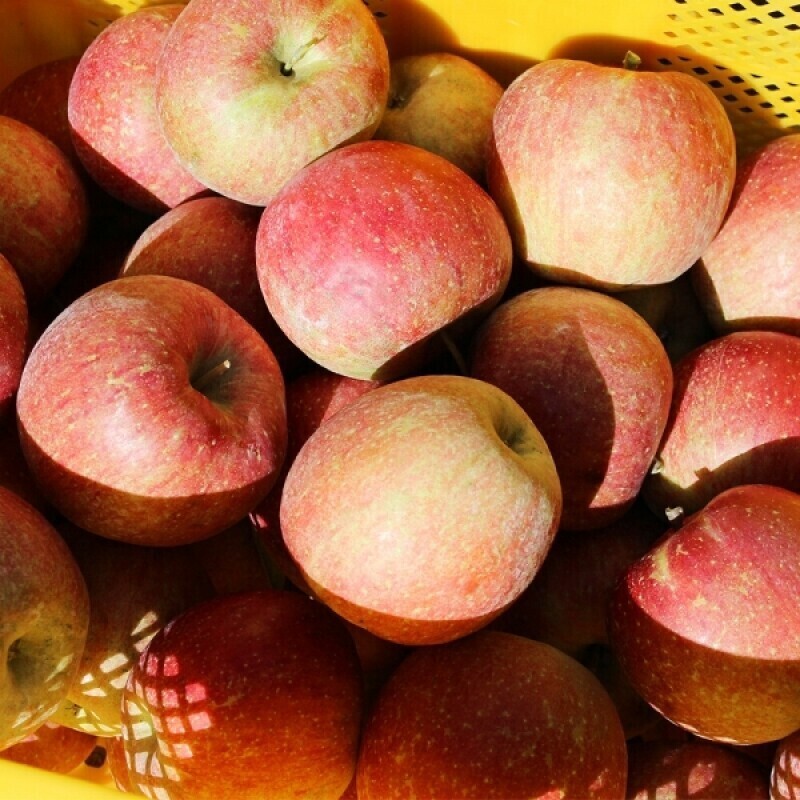 강원더몰,[산지직송]5kg 22과 청정 고랭지 꼭대기농원 사과